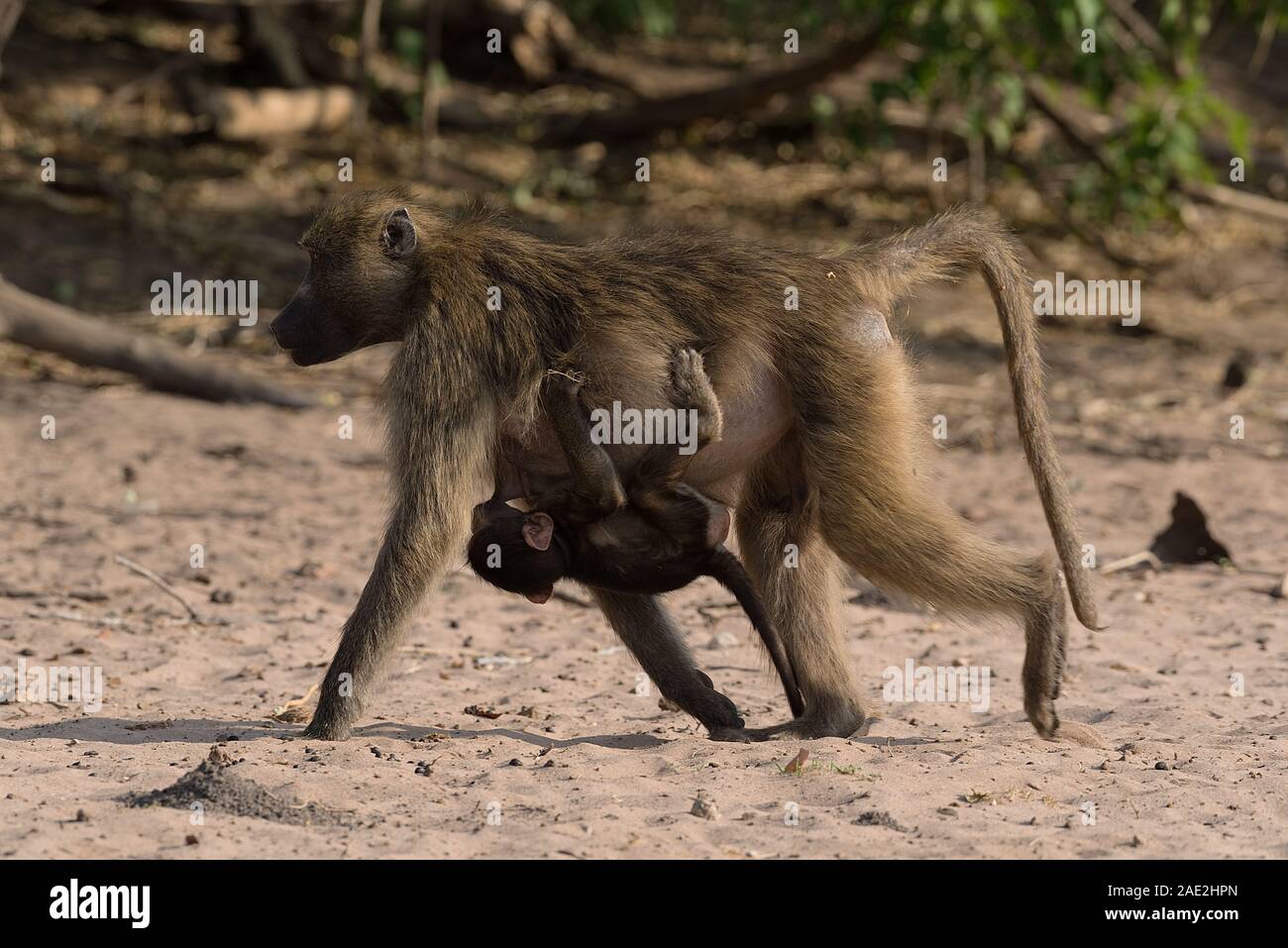 Baboon mother with cub on the bank of the Chobe River in Botswana Stock Photo