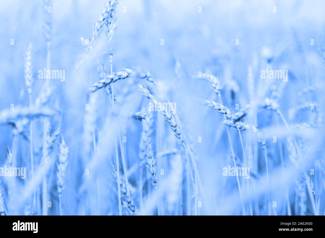 Blue wheat background in trendy color of the year 2020 Stock Photo
