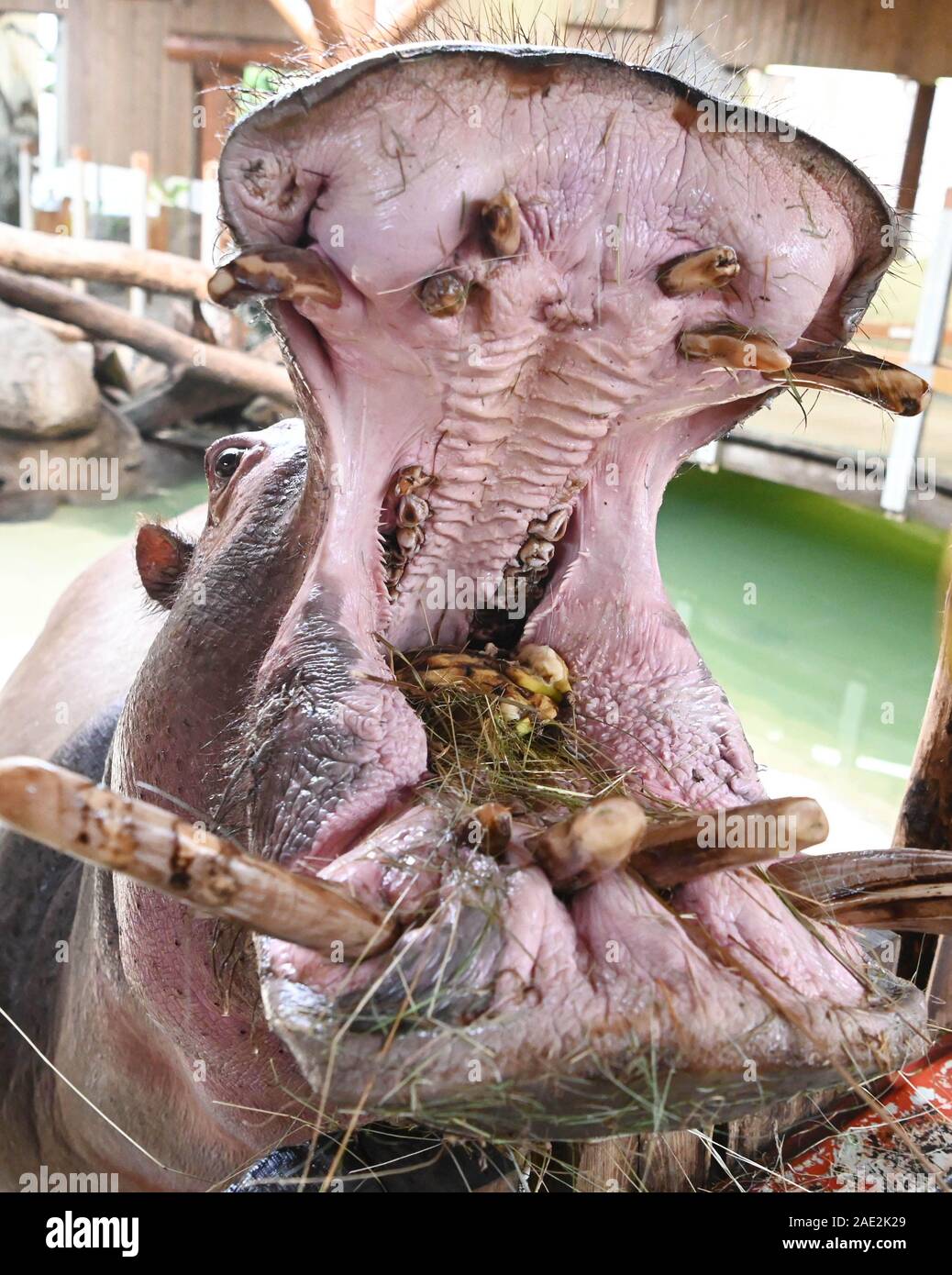 Karlsruhe, Germany. 06th Dec, 2019. The hippopotamus Kathy opens her mouth in her zoo enclosure. On 31.10.2019 she gave birth to the kitten Halloween. On 06.12.2019 the zoo announced that the offspring is a male. Credit: Uli Deck/dpa/Alamy Live News Stock Photo