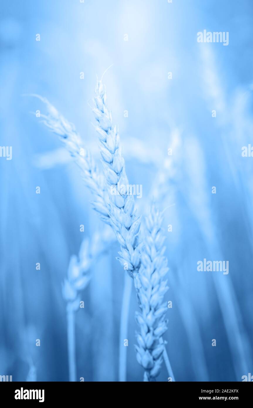 Blue wheat background in trendy color of the year 2020 Stock Photo