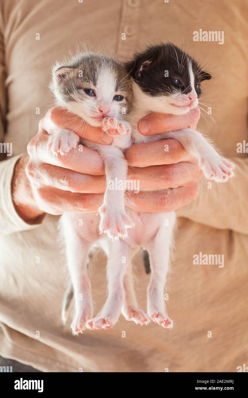 Very Little striped kittens in man hands. Stock Photo