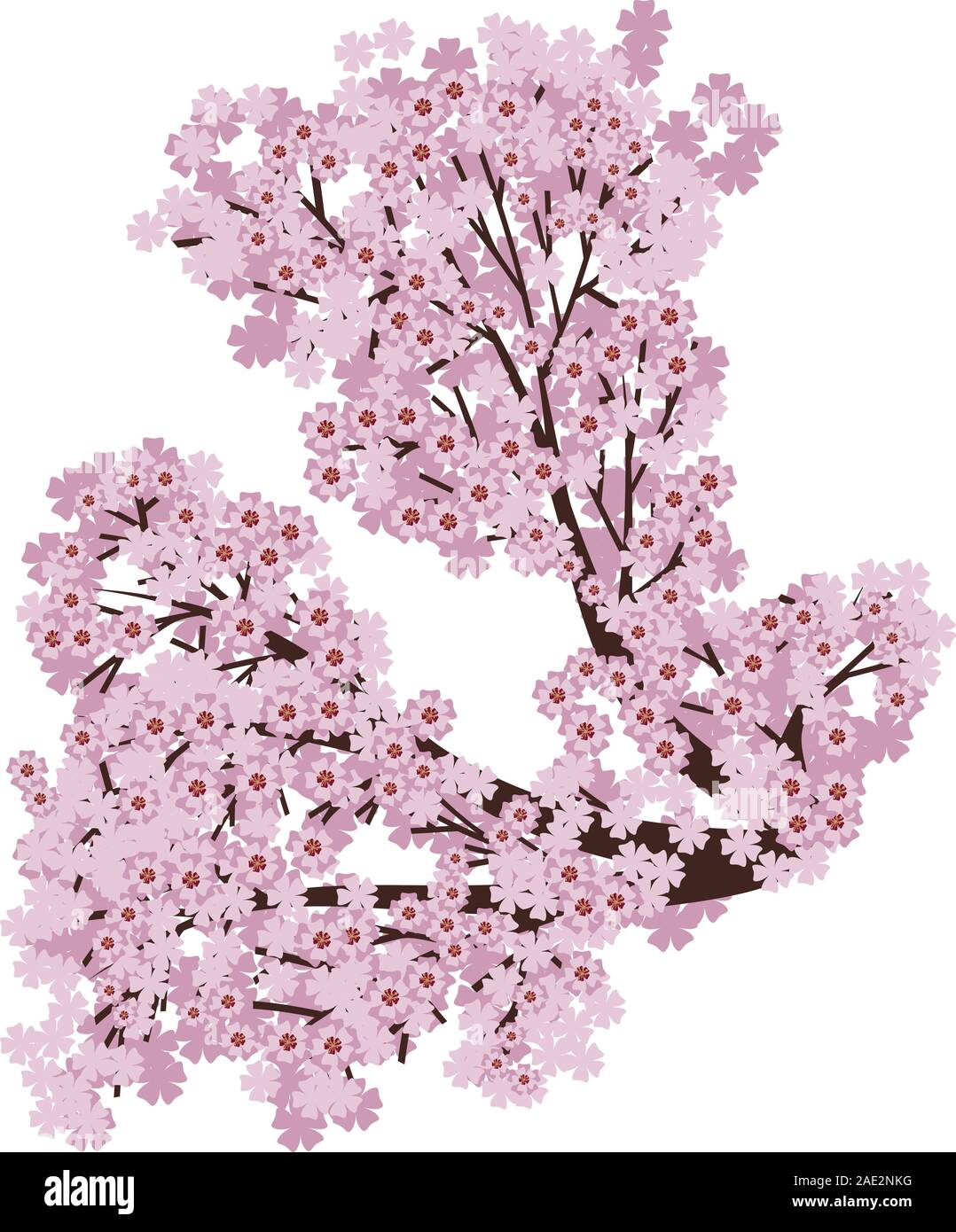 Branch of pink cherry blossom, sakura in bloom on white background ...