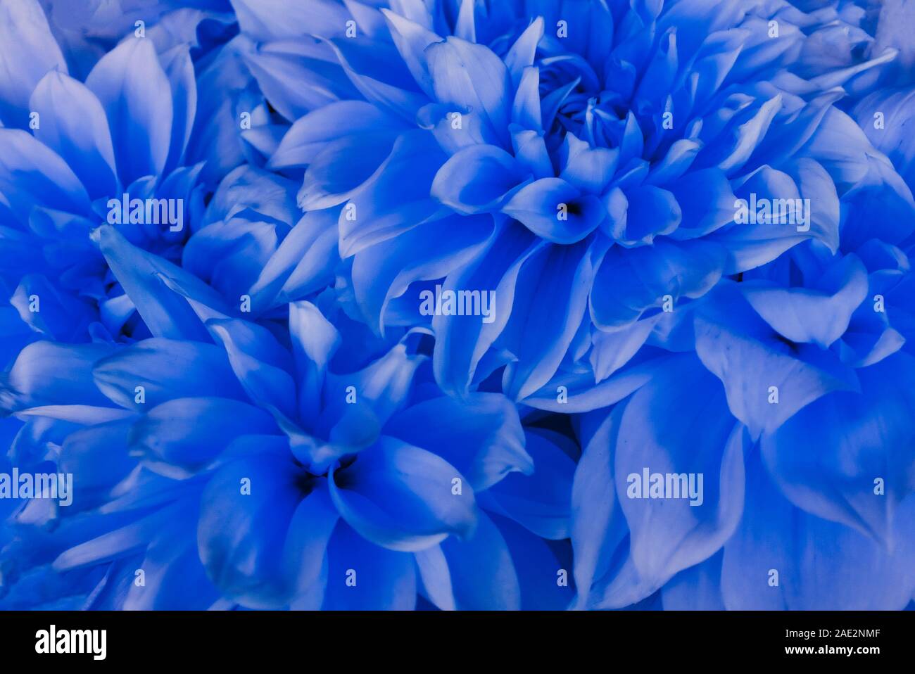 Flowery texture for background. Beautiful blooming dahlia flowers ...