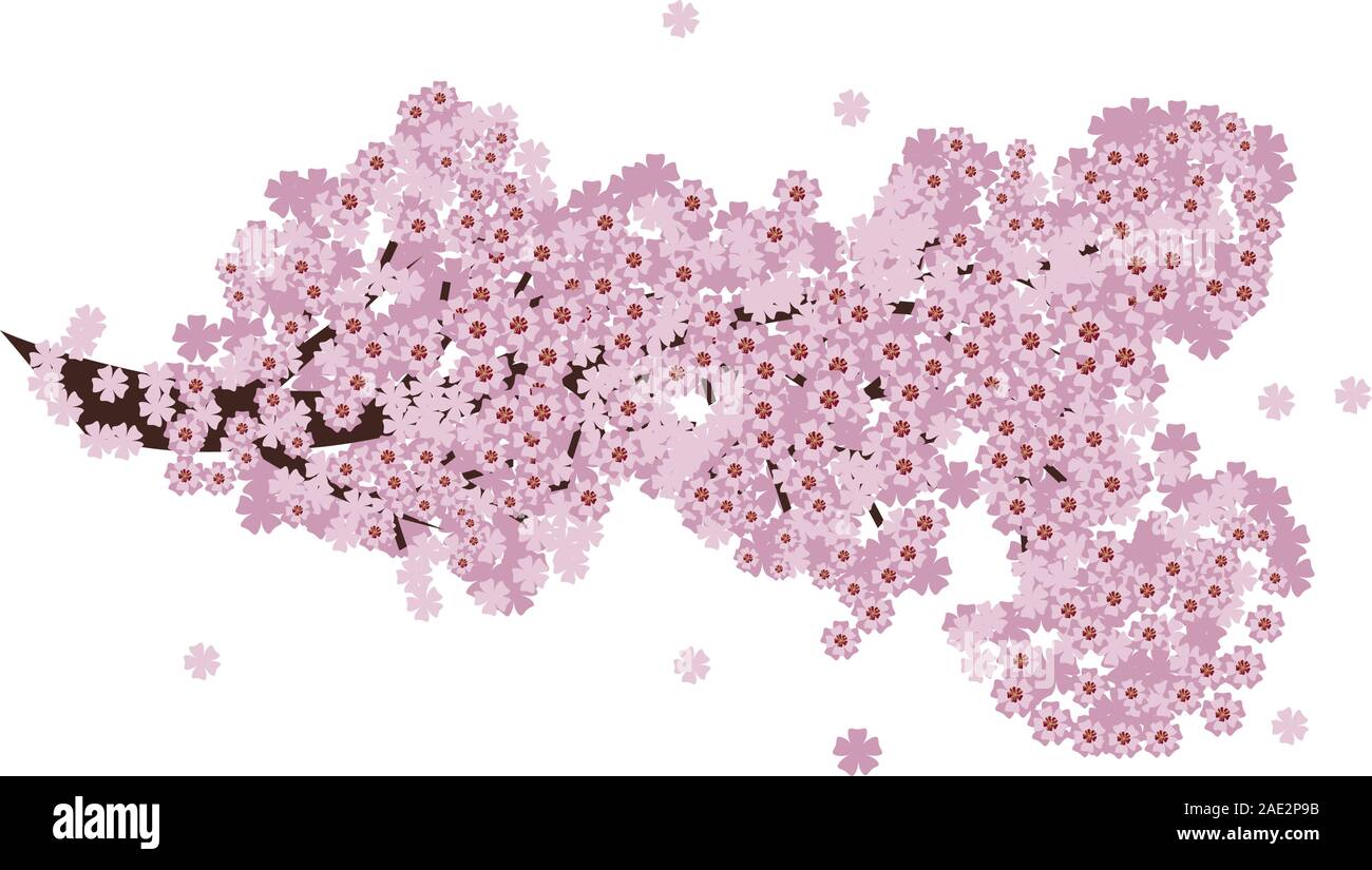 Branch of pink cherry blossom, sakura in bloom on white background ...