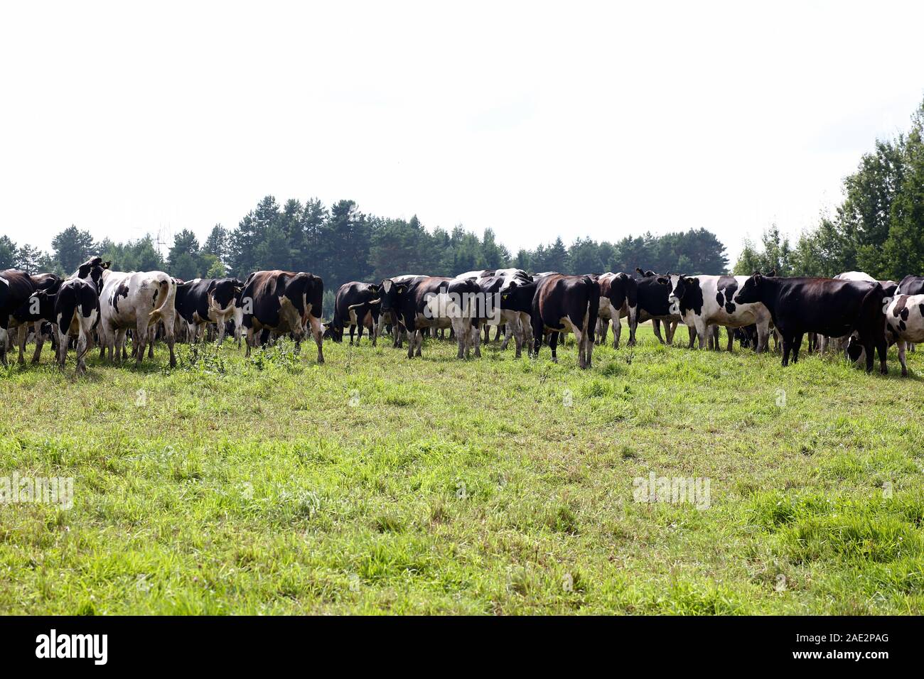 the cow on meadow Stock Photo - Alamy