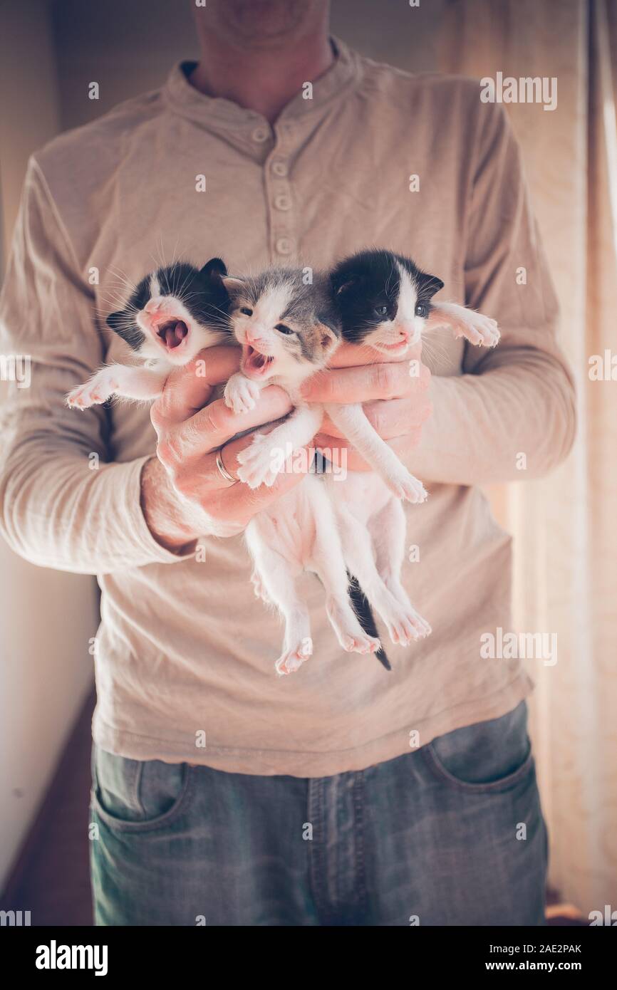 Very Little striped kittens in man hands. Stock Photo