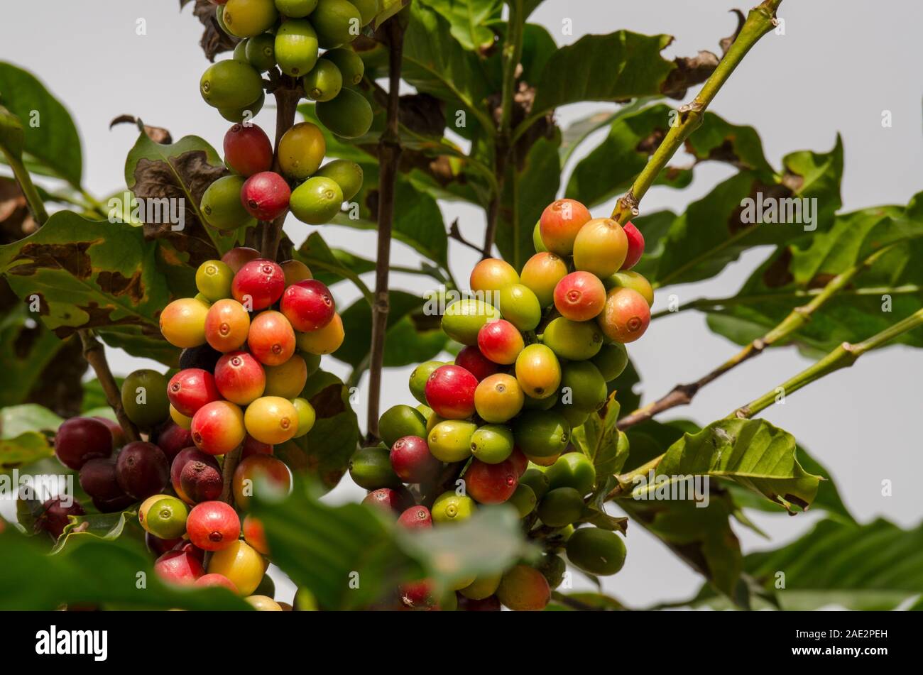 guaratinga, bahia, brazil - march 15, 2023: Conilon coffee