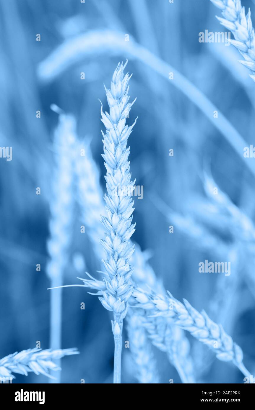 Blue wheat background in trendy color of the year 2020 Stock Photo