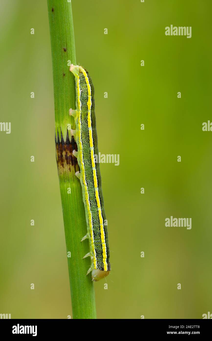 Broom Moth (Melanchra pisi or Ceramica pisi) caterpillar on a reed at Priddy Mineries in the Mendip Hills Area of Outstanding Natural Beauty, Somerset. Stock Photo