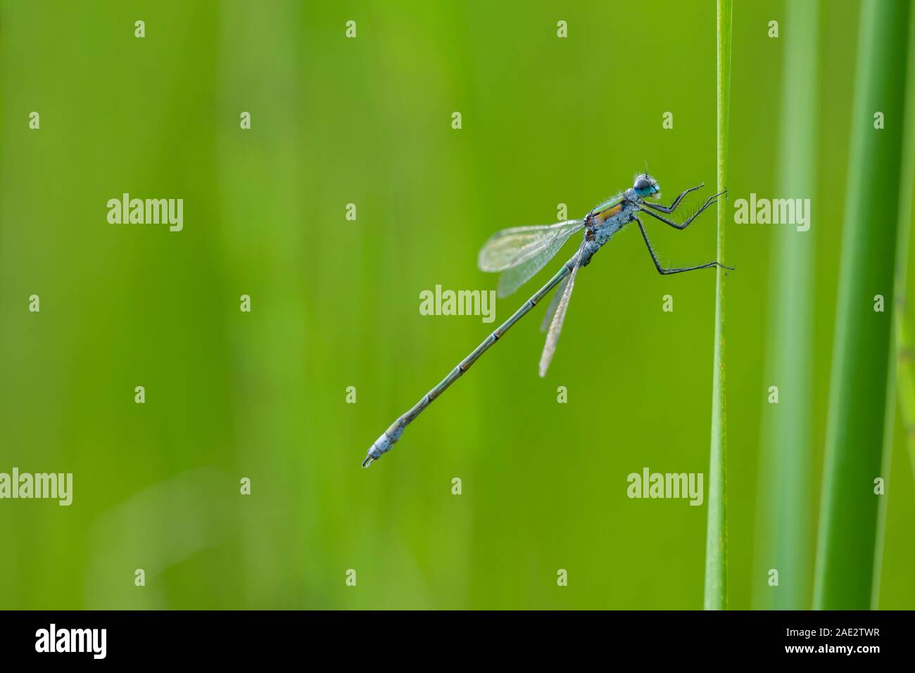 Emerald Damselfly (Lestes sponsa), male on a reed at Priddy Mineries in the Mendip Hills Area of Outstanding Natural Beauty, Somerset. Stock Photo