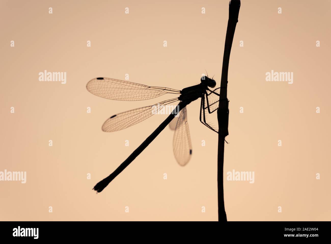 Emerald Damselfly (Lestes sponsa), female on a reed at Priddy Mineries ...