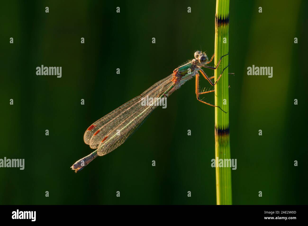 Emerald Damselfly (Lestes sponsa), female on a reed at Priddy Mineries ...