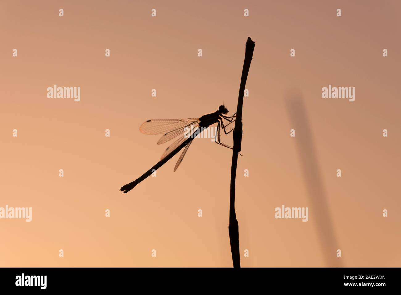 Emerald Damselfly (Lestes sponsa), female on a reed at Priddy Mineries ...
