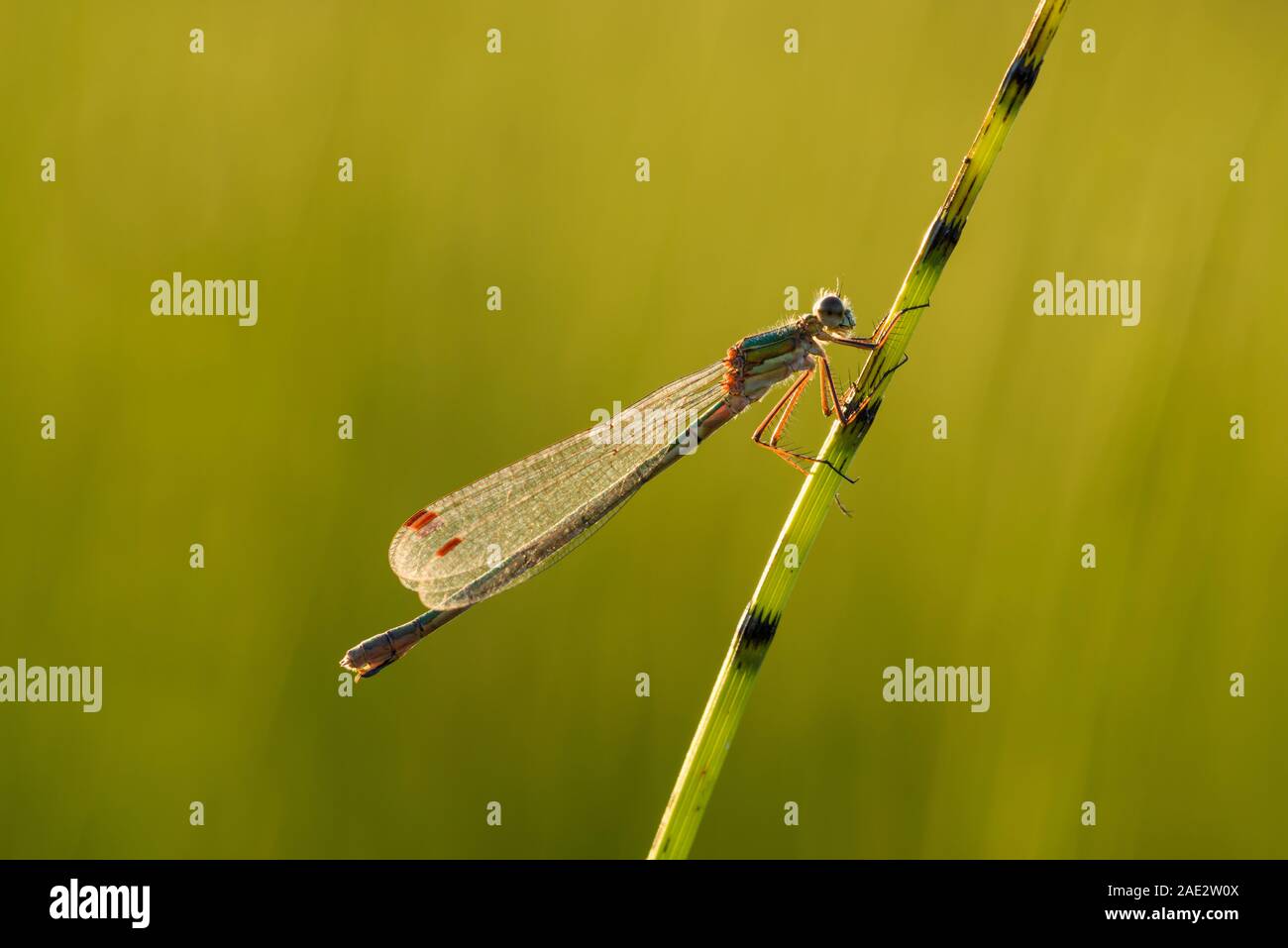 Emerald Damselfly (Lestes sponsa), female on a reed at Priddy Mineries in the Mendip Hills Area of Outstanding Natural Beauty, Somerset. Stock Photo