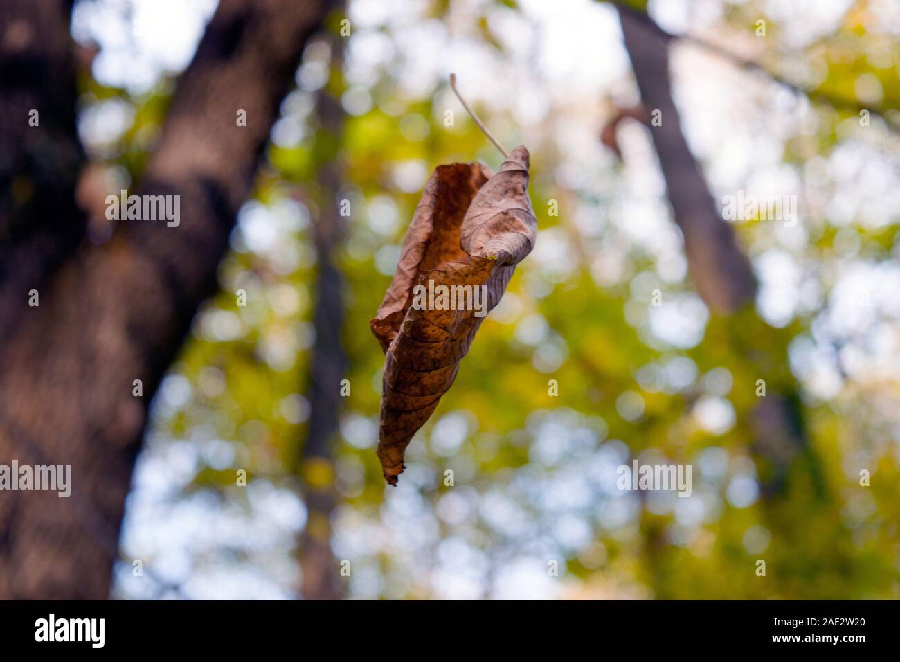 Nature in the fall season: a capture of one brown leaf apparently floating in the air. Bokeh of trees, branches and leaves in the background. Stock Photo