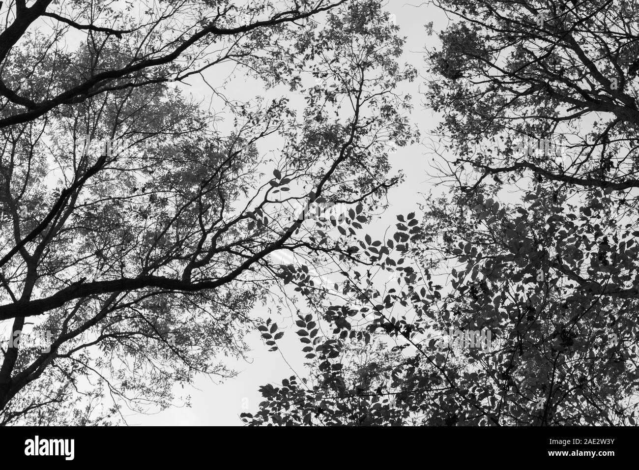 Nature in the fall season: a black and white photo of branches; the pale autumn sky seen among branches and leaves. Stock Photo