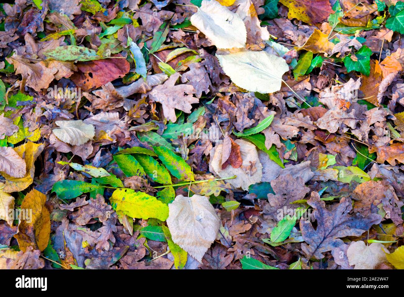 Symbol of nature in the fall season: colorful autumn foliage. Autumn leaf color: various shades of red, yellow, purple, black, blue, orange, magenta. Stock Photo