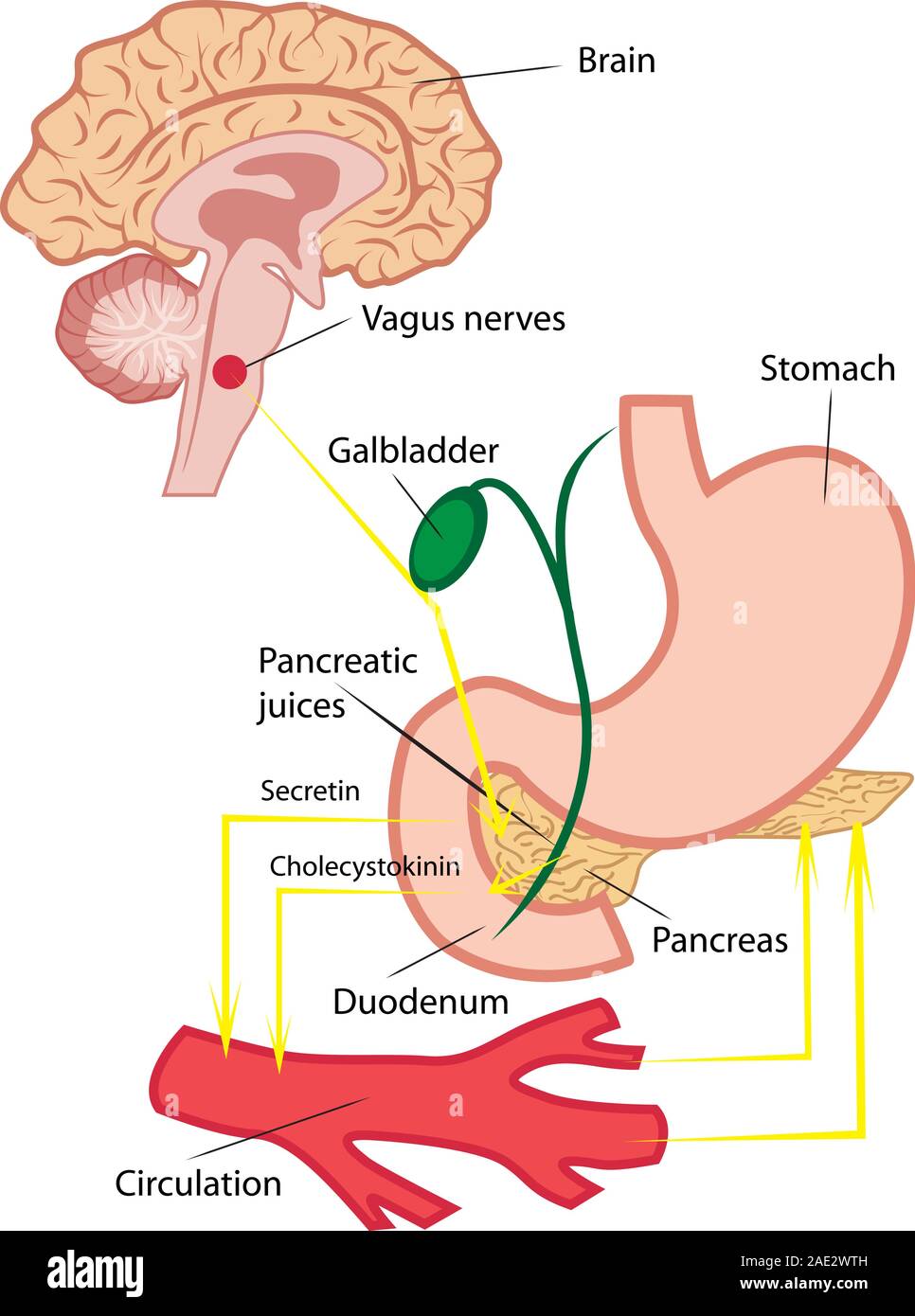 Pancreatic secretion in human body vector illustration infographics Stock Vector