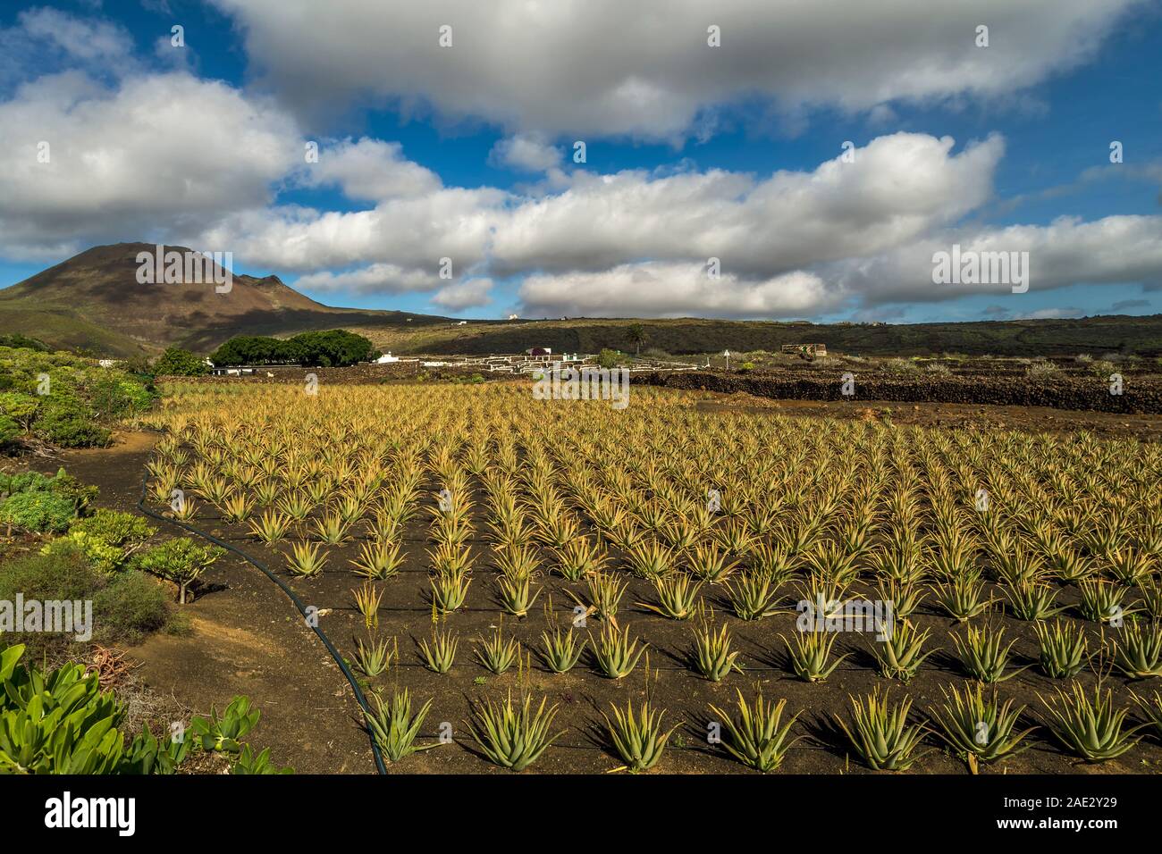 Cultivation of aloe on the island of Lanzarote, Canary Islands, Spain Stock  Photo - Alamy