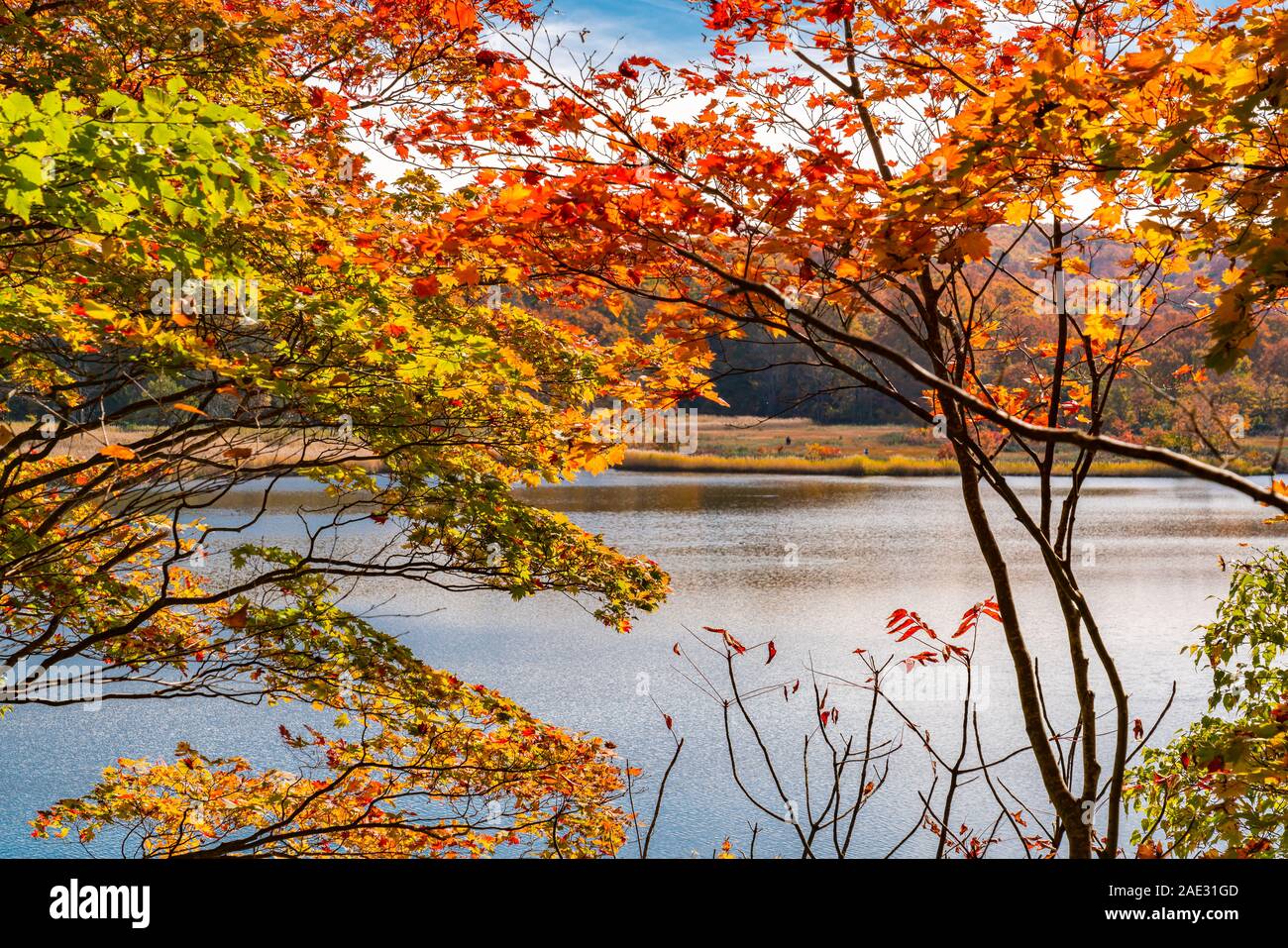 Colorful autumn foliage at Onuma Pond in Towada Hachimantai National Park, Akita Prefecture, Japan Stock Photo