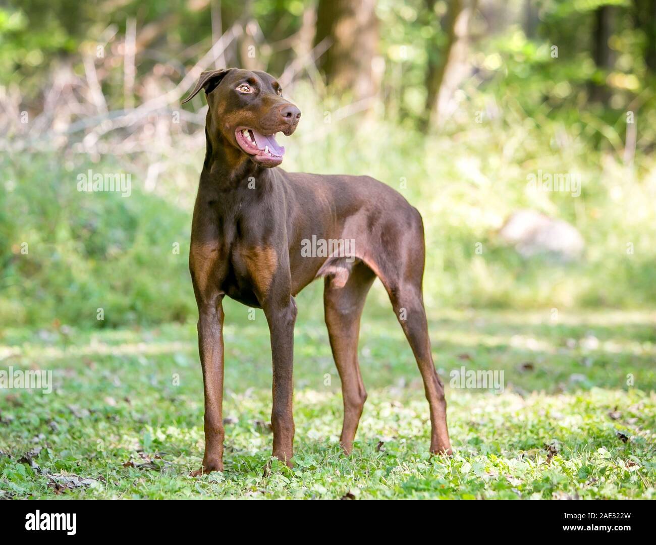 A red Doberman Pinscher dog with uncropped standing outdoors Stock Photo - Alamy