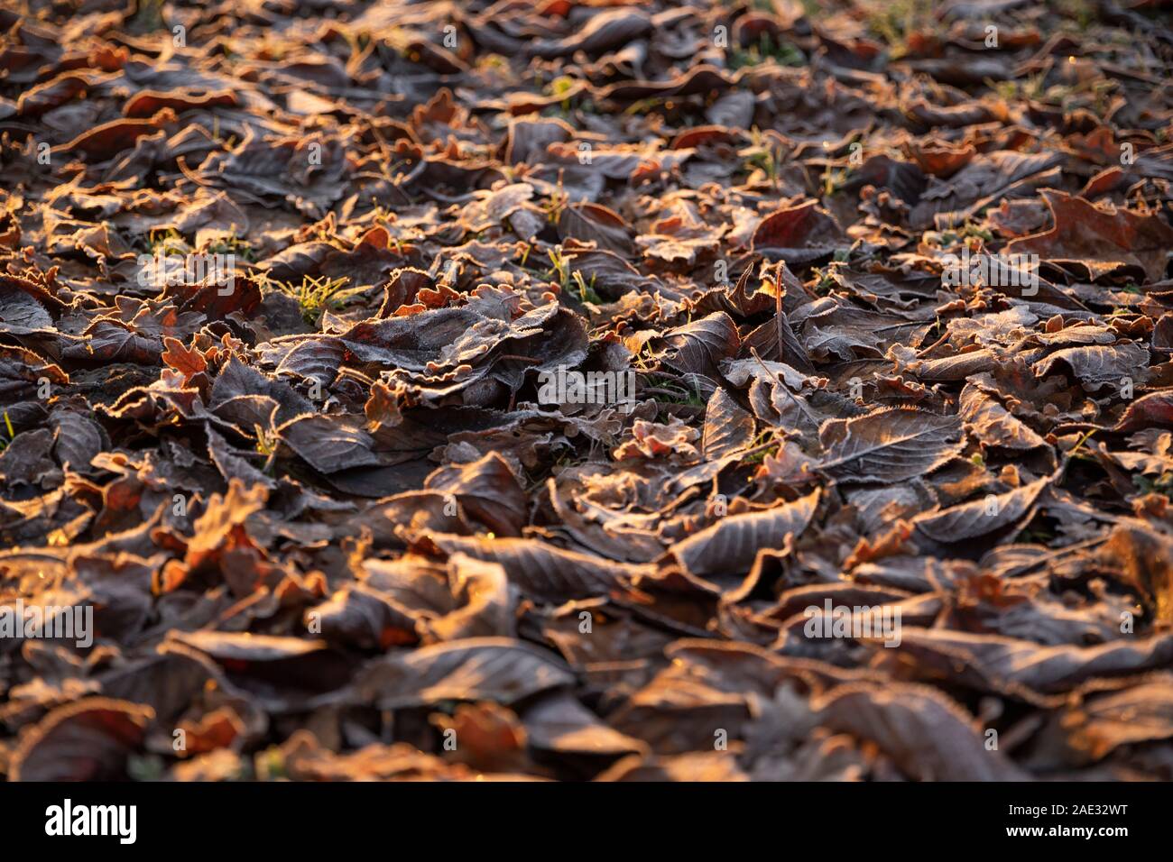 Backlit fallen winter leaves covered in a light frost Stock Photo