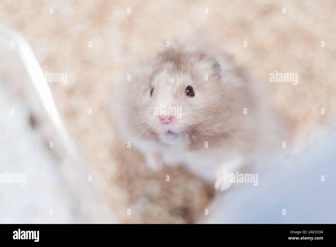 Adorable Syrian Gold Hamster In A Cage Long Haired Stock Photo