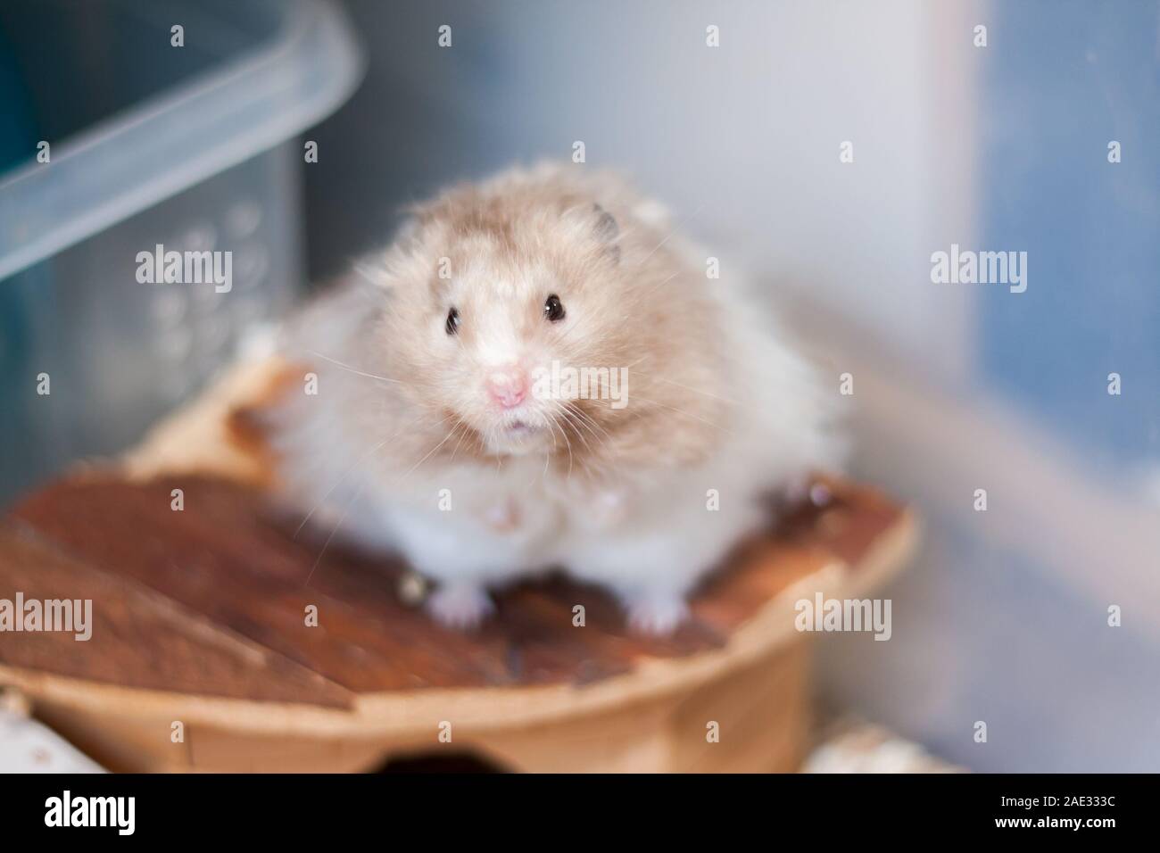 Hamster syrian long cheap hair aka anggora