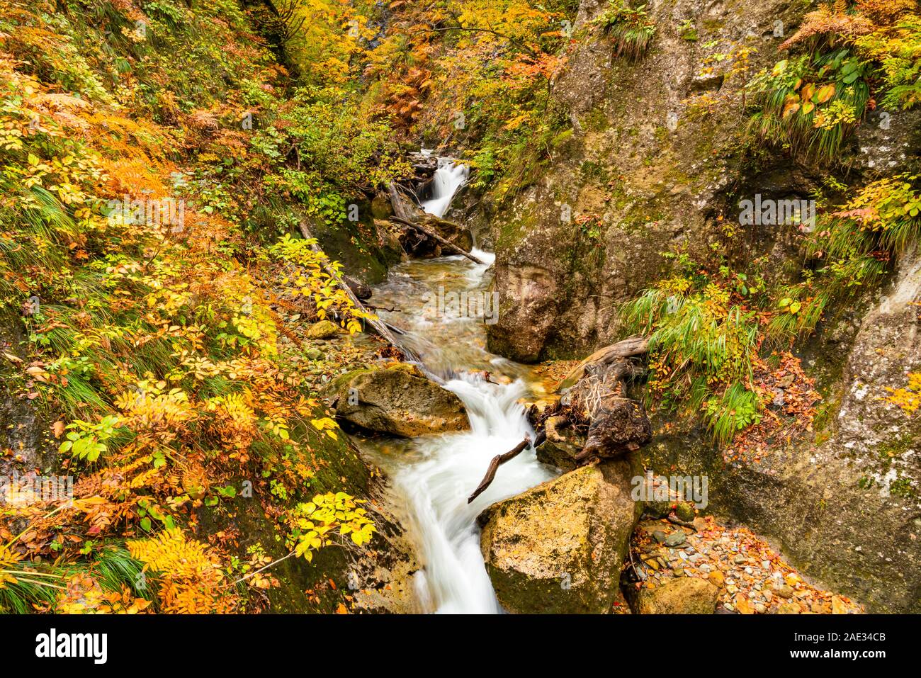 Scenic view of clear natural stream flow passing rocks and colorful foliage of autumn at Naruko City, Miyagi Prefecture, Japan. Stock Photo