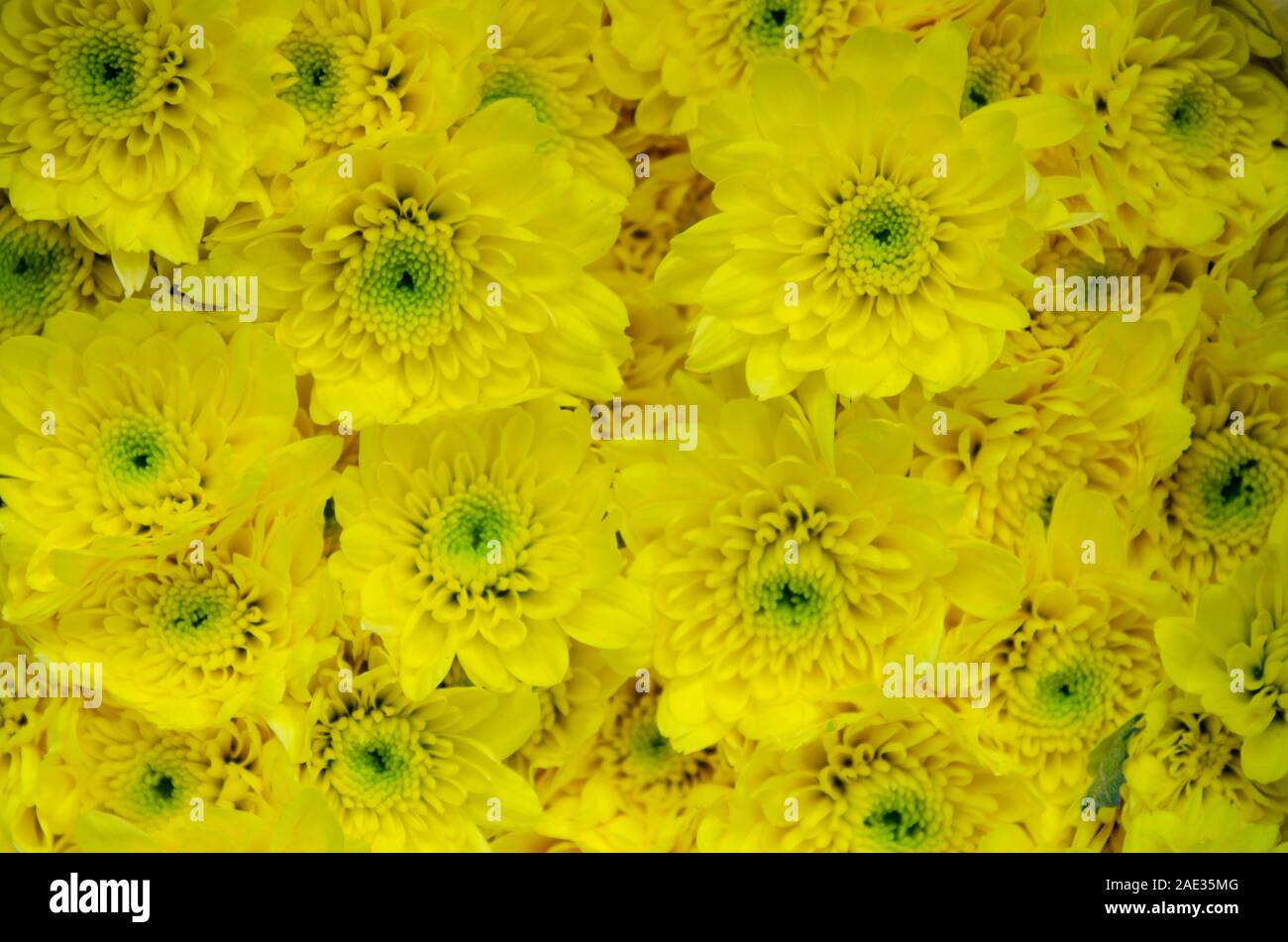 Chrysanthemum wallpaper hi-res stock photography and images - Alamy
