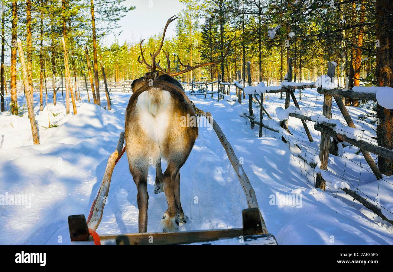Reindeer sledge race Lapland Finland Stock Photo Alamy