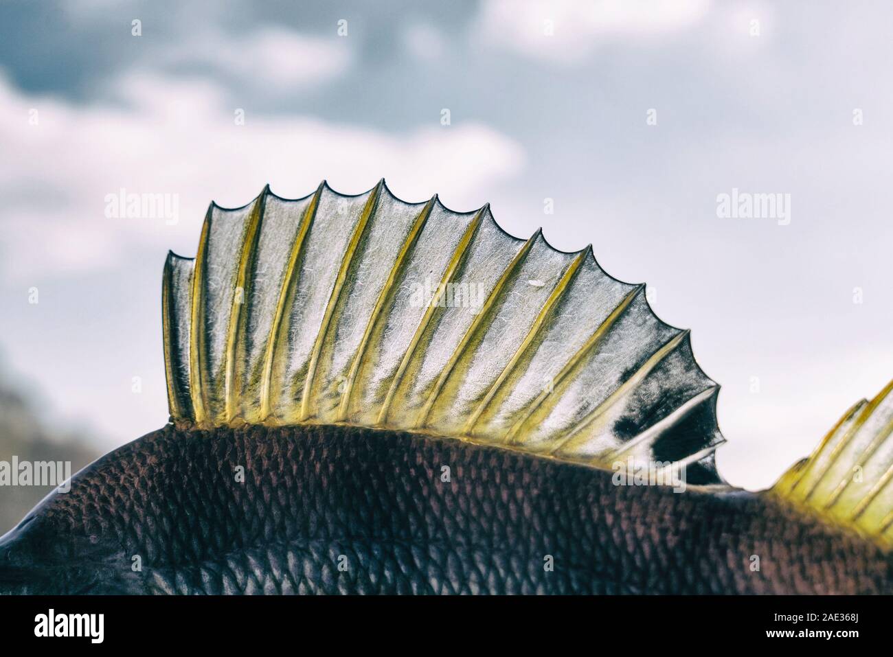 Dorsal fin of a perch, back light, toned image Stock Photo Alamy