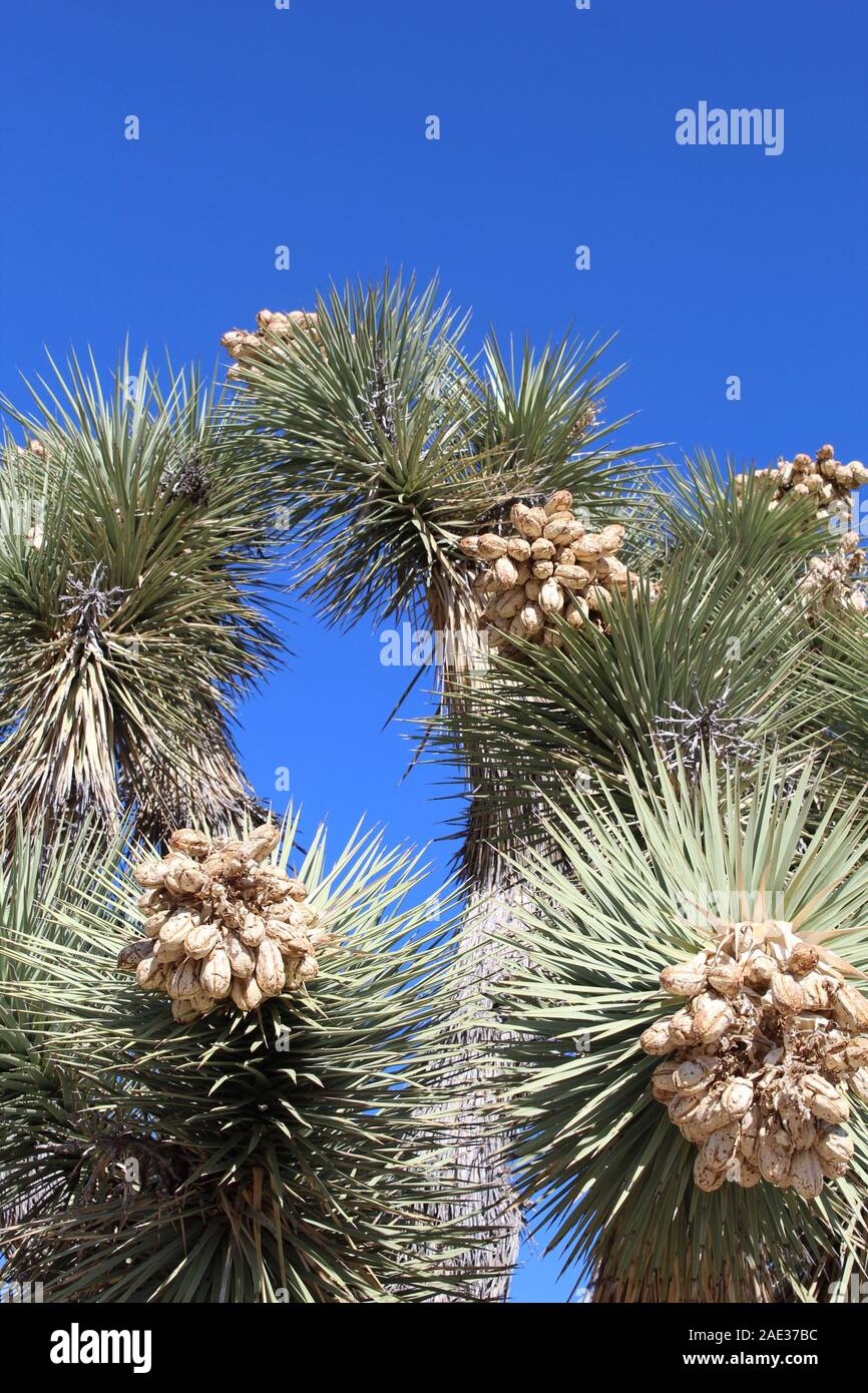 In their namesake National Park, seeds of the Joshua Tree, Yucca Brevifolia, remain attached until scattered by Southern Mojave wind or mammals. Stock Photo