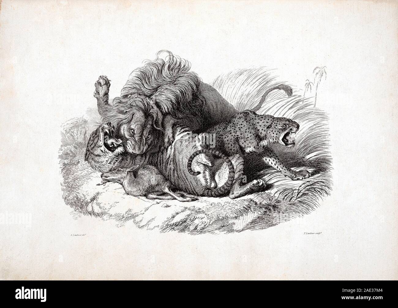 Contending Group, from Nature. By Edwin Landseer and Thomas Landseer. 1823-1828 Stock Photo