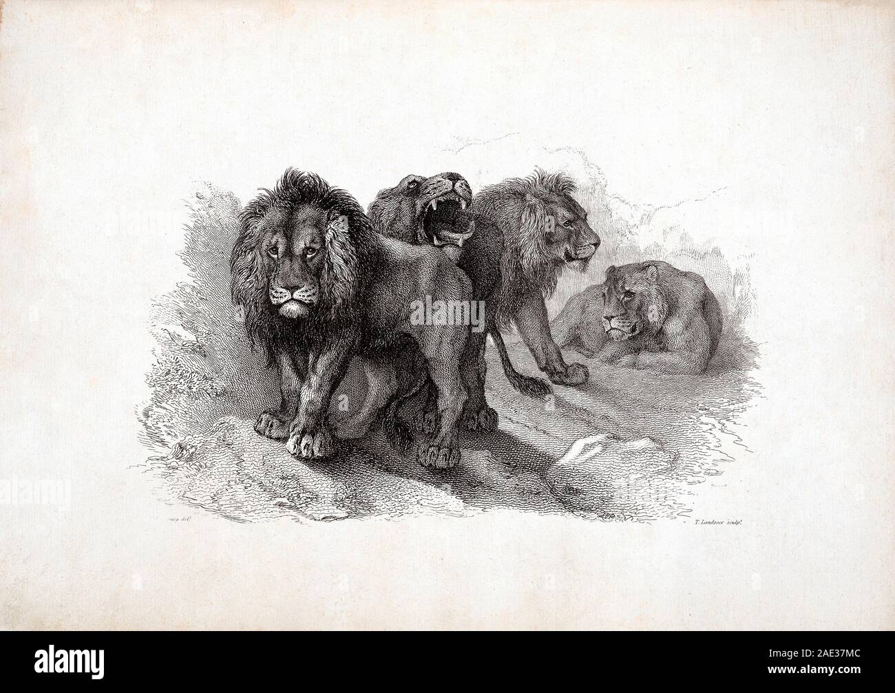 Lions, after Rubens. By Edwin Landseer and Thomas Landseer. 1823-1828 Stock Photo