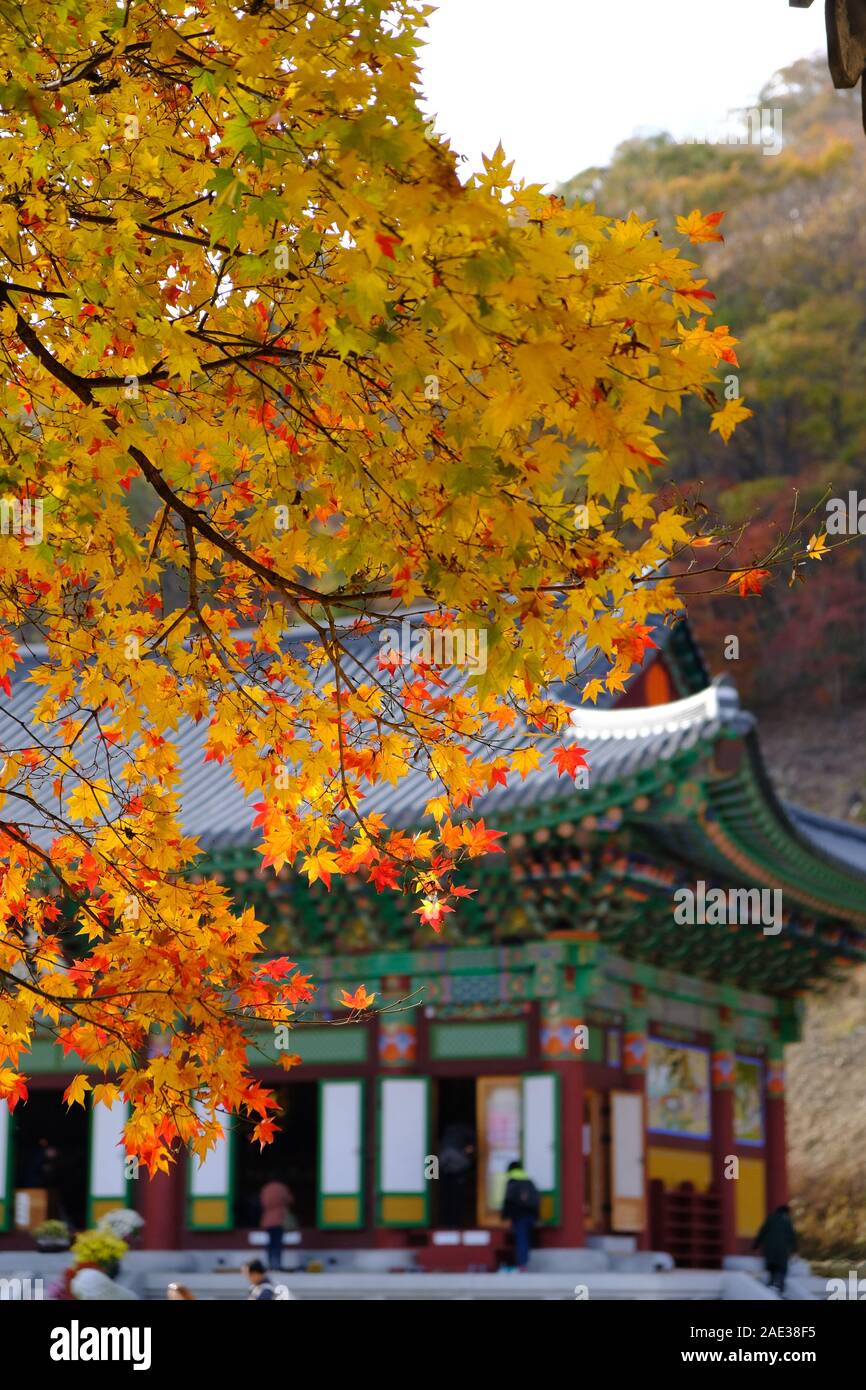 Naejangsa Temple, Naejangsan National Park, Seasonal Hues,Autumn Leaves, Fall Colours, Historical Temple Stock Photo