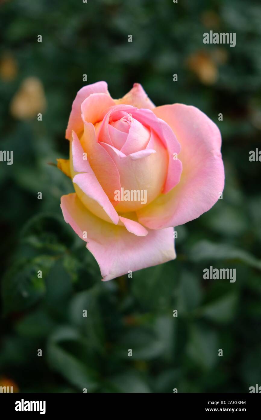 Olympic Roses Olympic backgrounds hi-res stock photography and images - Alamy