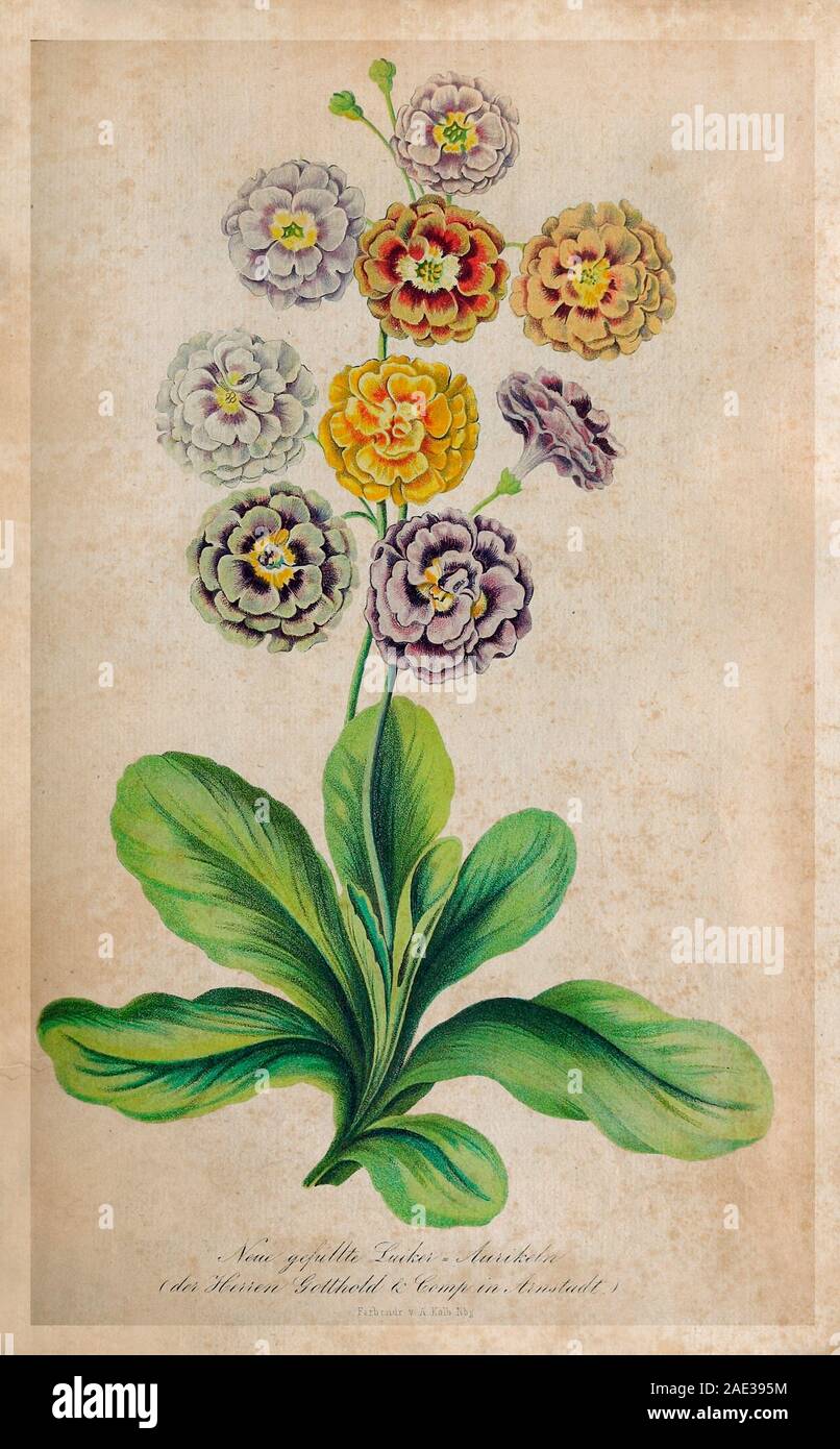 Primula auricula, often known as auricula, mountain cowslip or bear's ear (from the shape of its leaves), is a species of flowering plant in the famil Stock Photo