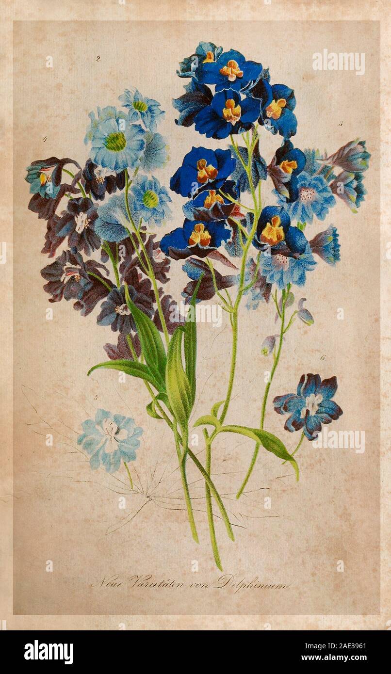 Larkspur, or Delphinium, or Spur (lat. Delphinium) is a genus of one-and perennial herbaceous plants of the Buttercup family (Ranunculaceae). Includes Stock Photo