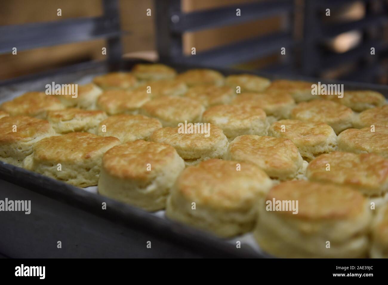 Bakery tray of freshly baked biscuits in a commercial bakery Stock