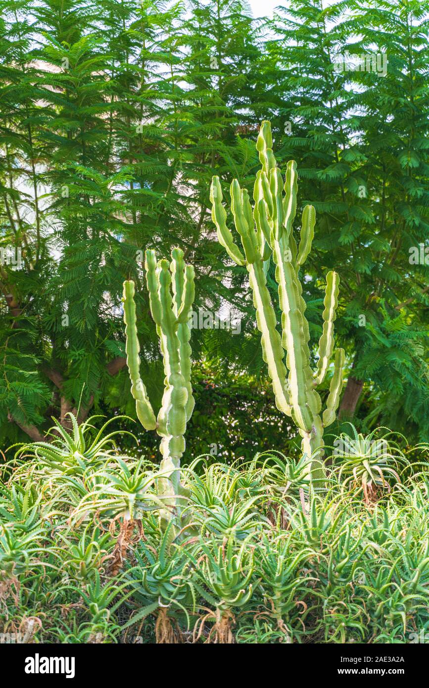Green clump of aloe vera and cacti. Arborescent aloe decorate garden in very natural way in pair with large cactuses and as well is medical plants. Stock Photo