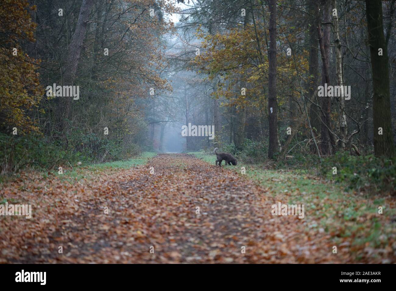 Forest road in wind nature background Dorsten Rhade high quality Stock ...