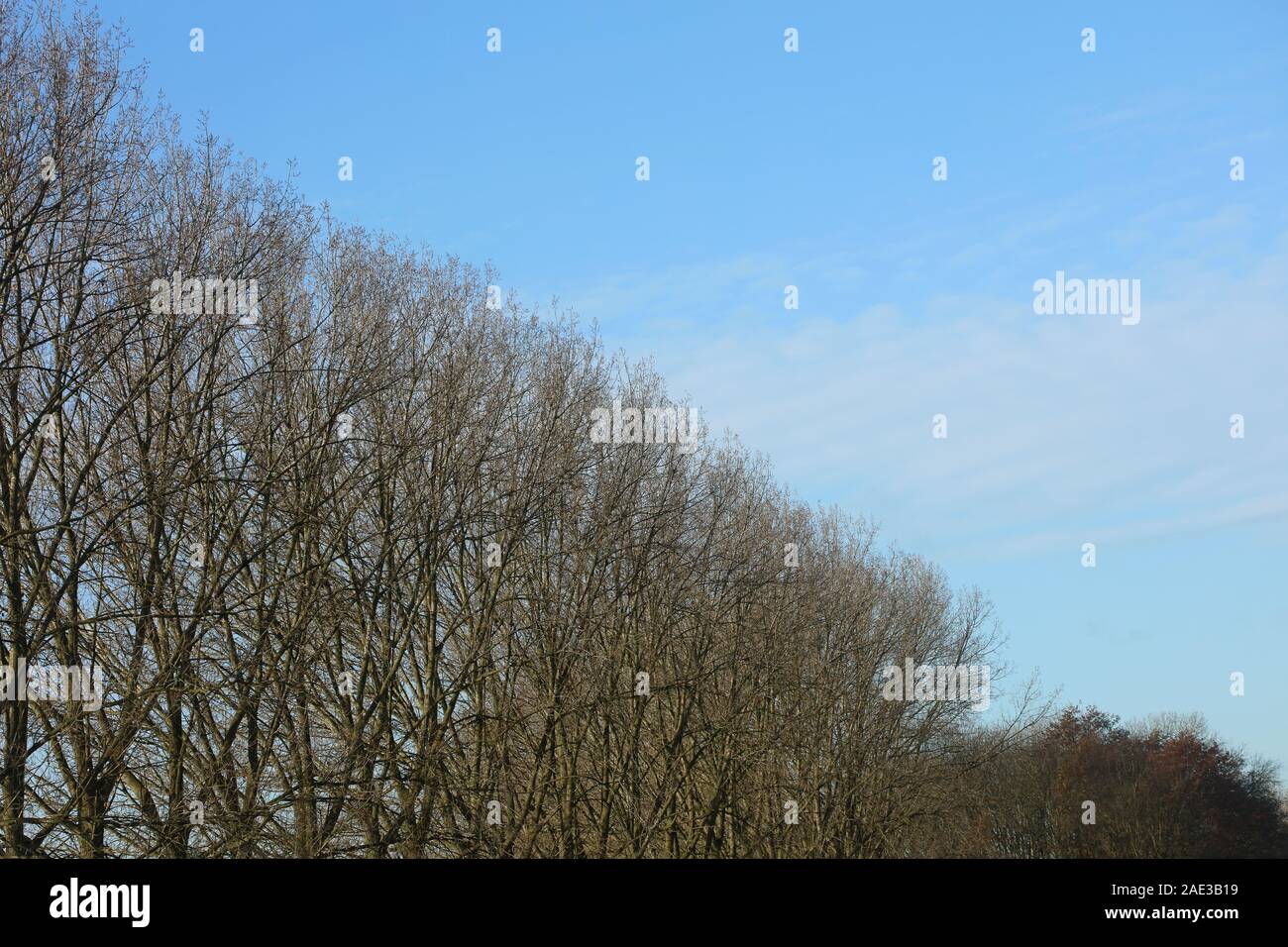 Trees in blue winter sky background high quality Stock Photo - Alamy