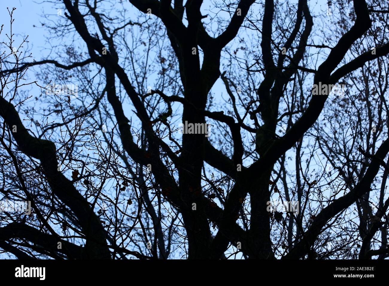Trees in blue winter sky background high quality Stock Photo - Alamy