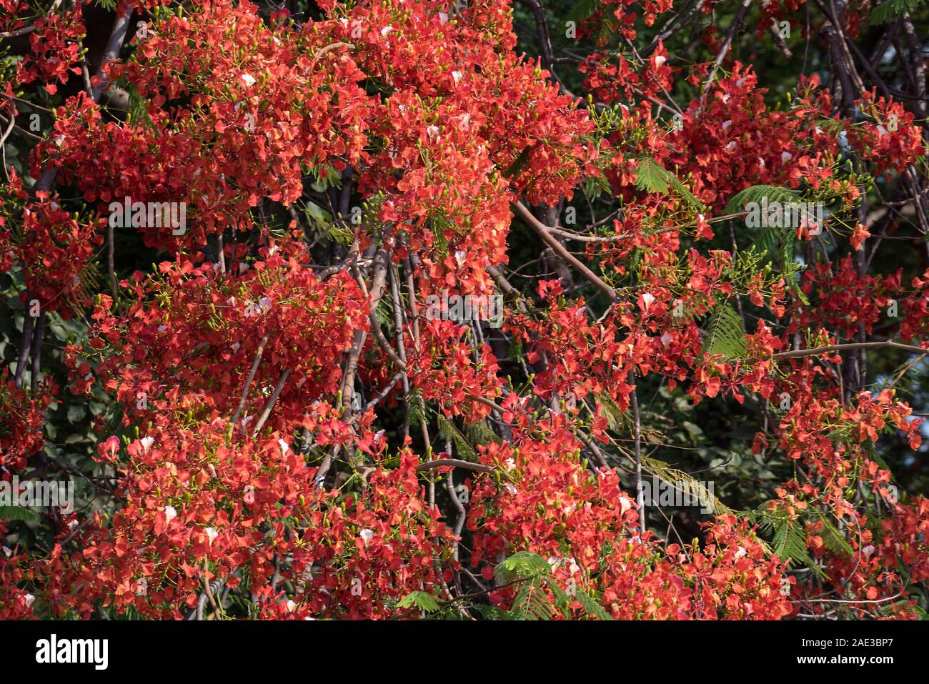 Delonix regia hi-res stock photography and images - Alamy