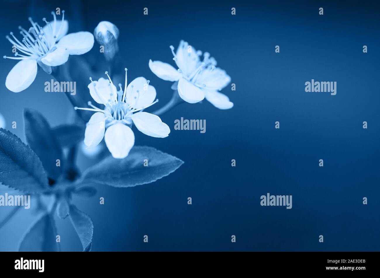 Cherry blossom close up. Young flowers. Blurred background Stock Photo ...
