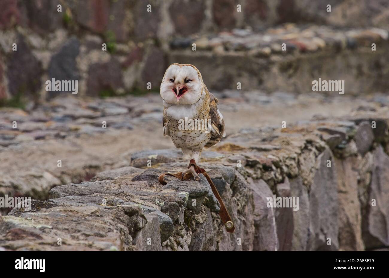 Barn owl (Tyto alba), Parque Condor, Otavalo, Ecuador Stock Photo