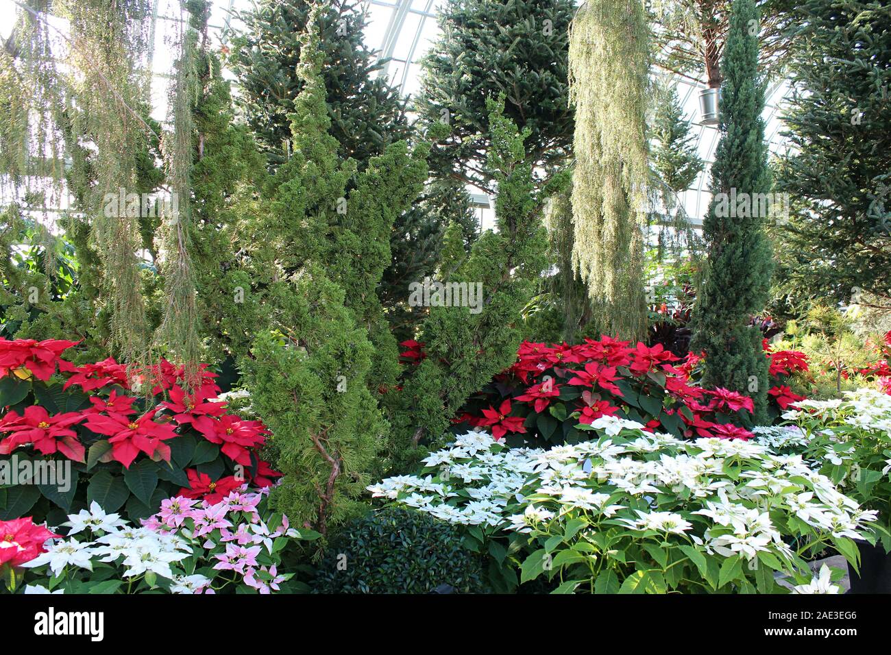 A holiday garden display filled with red, white and pink poinsettias, evergreen trees, Juniper and weeping cedar Stock Photo