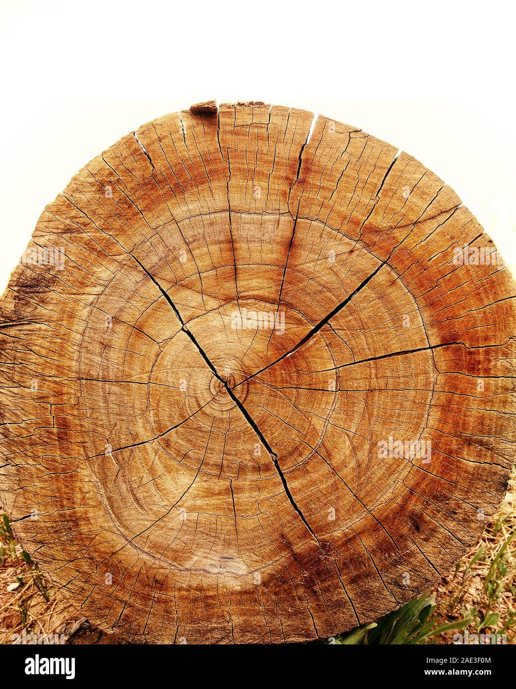 the textures of tree Stock Photo - Alamy