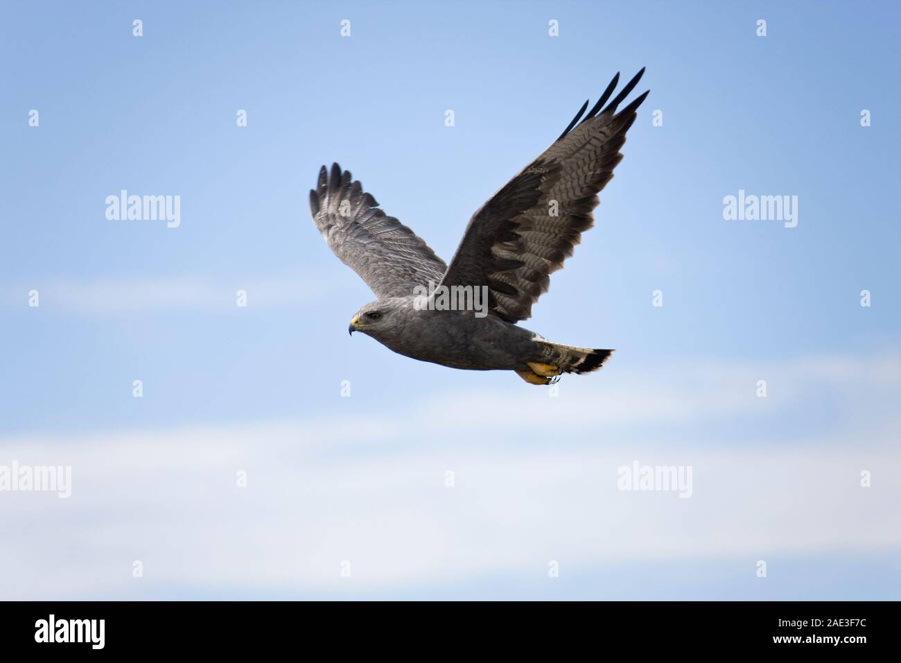 Falkland Variable Hawk in flight (Bunto Polyosoma) on Pebble Island in the Falkland Islands (Islas Malvinas). Stock Photo